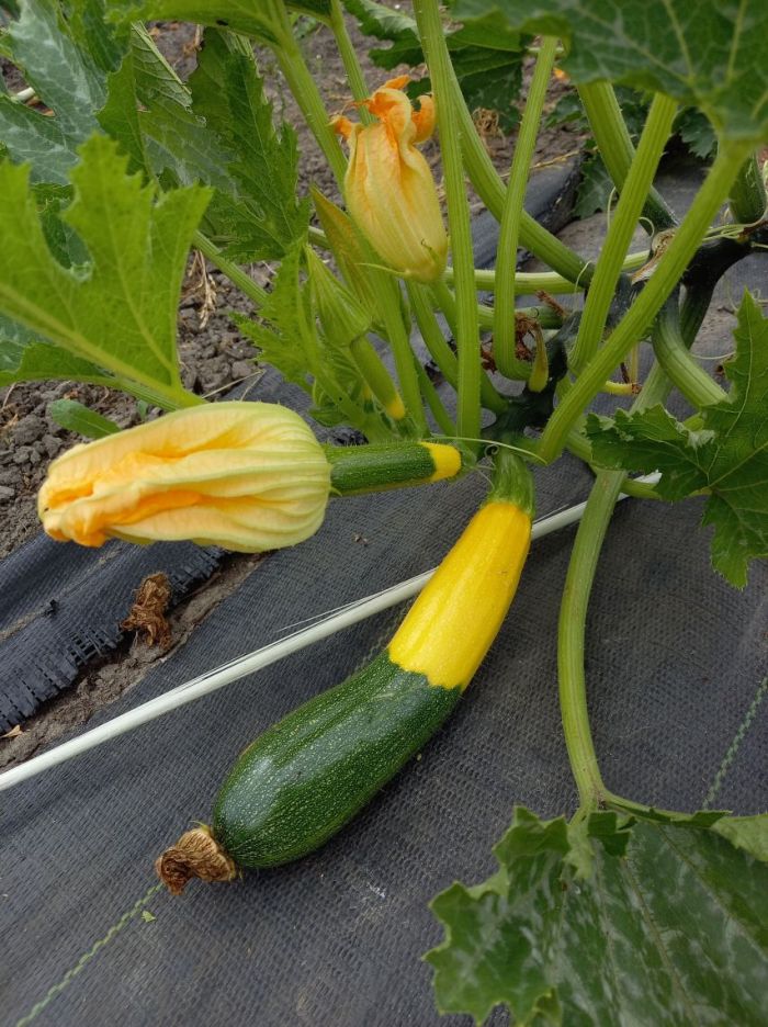 Onbespoten courgette